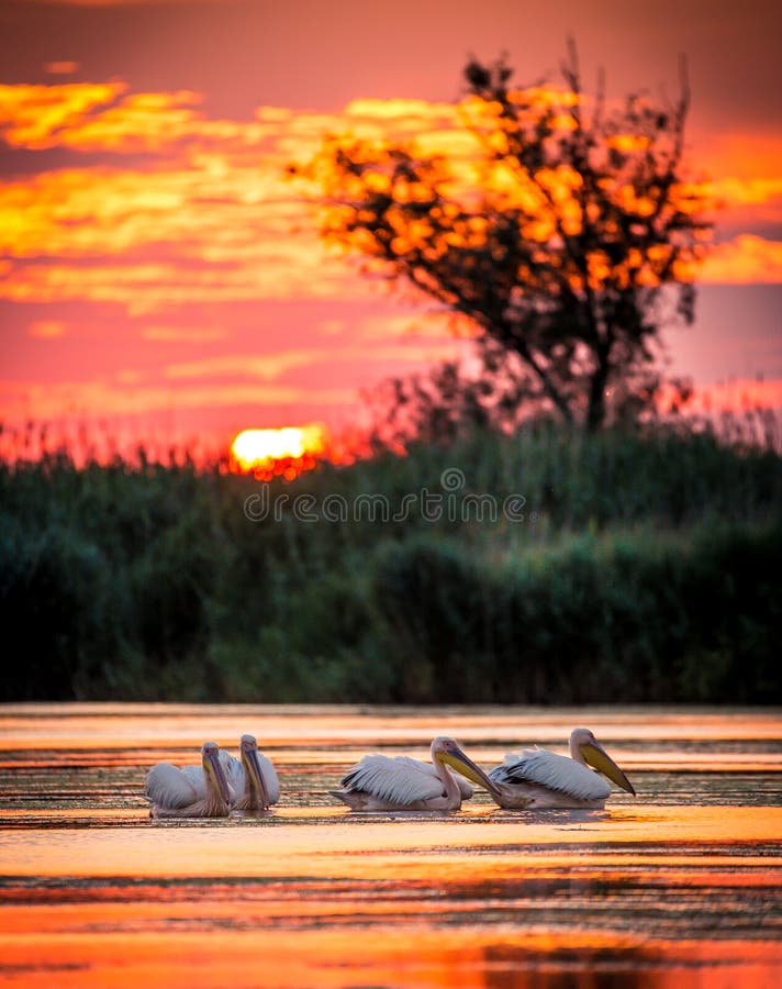 Pelicans at sunrise in Danube Delta, Romania. Also knwon as Delta Dunarii in Romania. Pelicans at sunrise in Danube Delta, Romania. Also knwon as Delta Dunarii in Romania