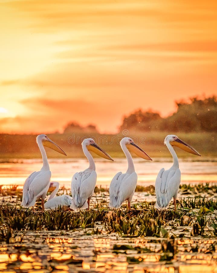 Danube Delta Romania Pelicans at sunset on Lake Fortuna. Wildlife birds and birdwatching photography in the Danube. Danube Delta Romania Pelicans at sunset on Lake Fortuna. Wildlife birds and birdwatching photography in the Danube