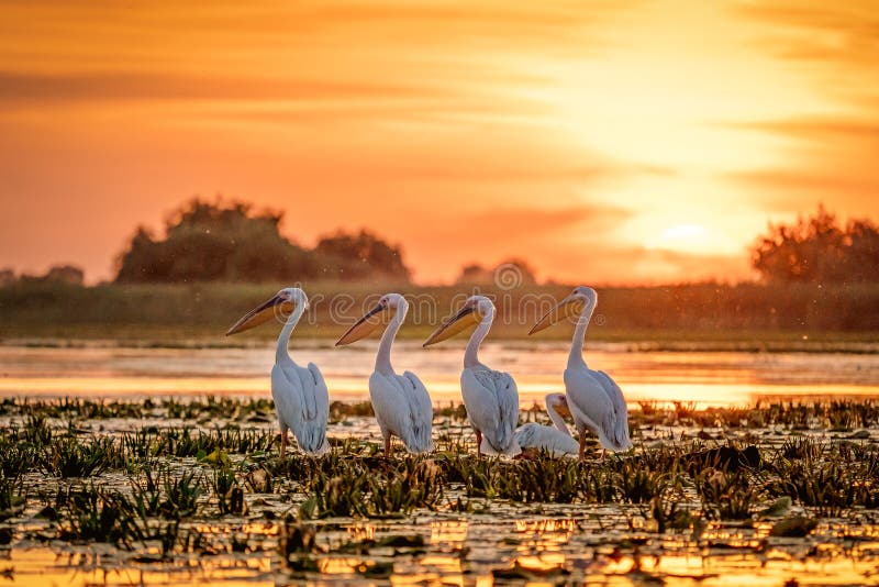 Danube Delta Romania Pelicans at sunset on Lake Fortuna. Wildlife birds and birdwatching photography in the Danube. Danube Delta Romania Pelicans at sunset on Lake Fortuna. Wildlife birds and birdwatching photography in the Danube