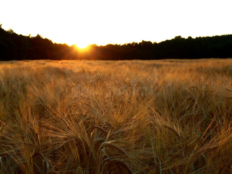 在日落的大麦域