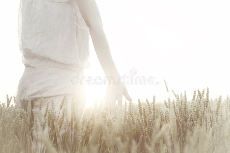 在日落的妇女` s手感人的麦子耳朵
