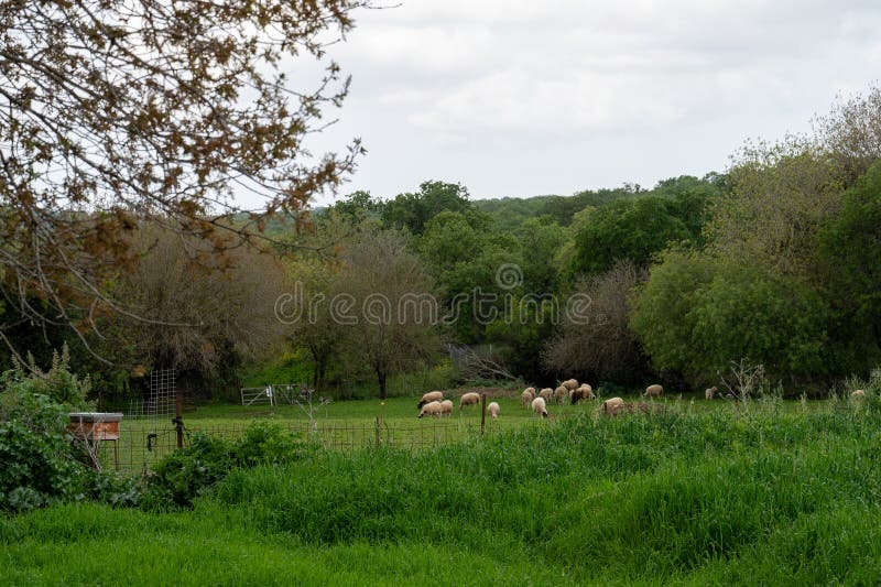 A small flock of sheep on a green meadow on the outskirts of a village. High quality photo. A small flock of sheep on a green meadow on the outskirts of a village. High quality photo