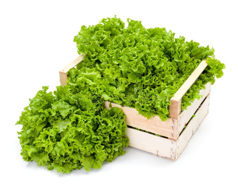 Freshly harvested green leaf lettuce in wooden crate. Freshly harvested green leaf lettuce in wooden crate