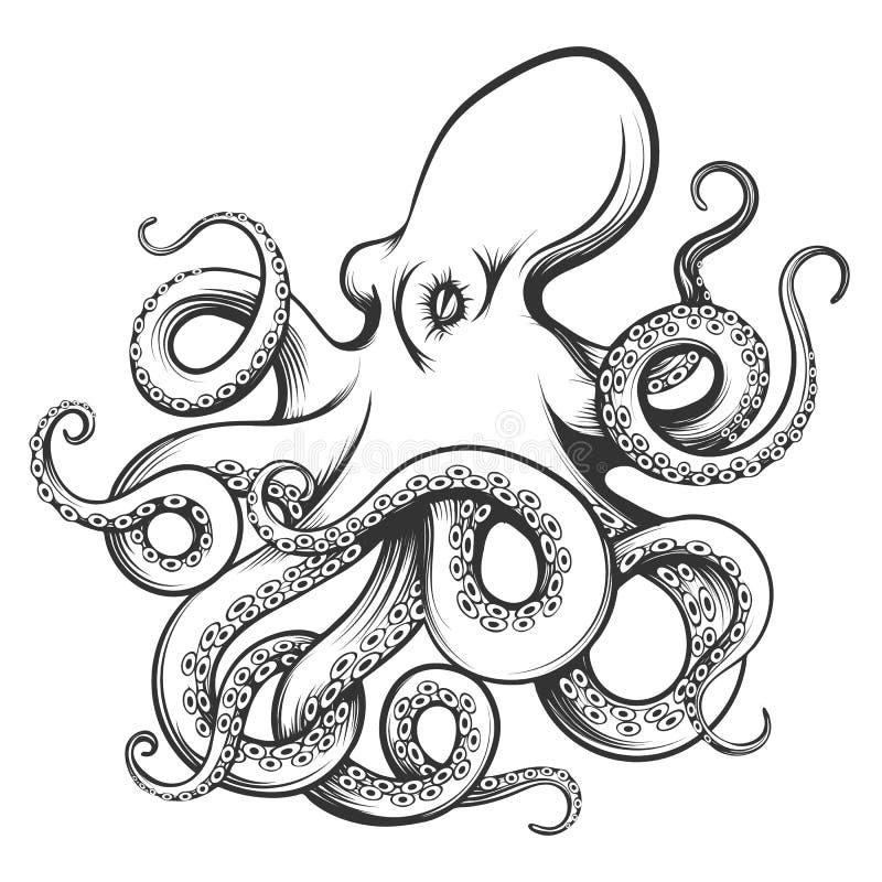 Octopus drawn in engraving style. Isolated on white background. Vector Illustration. Octopus drawn in engraving style. Isolated on white background. Vector Illustration.