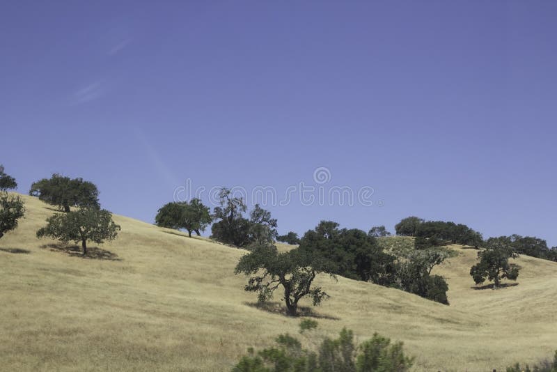 在某处小山的树在加利福尼亚 免版税库存照片 在某处小山的树在加利福尼亚 免版税库存照片