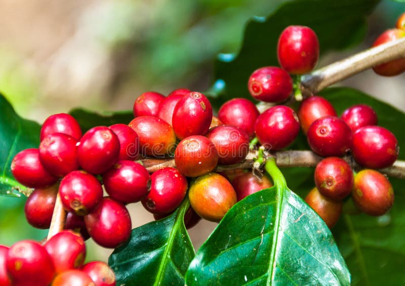 Fresh coffee bean on tree. Fresh coffee bean on tree.