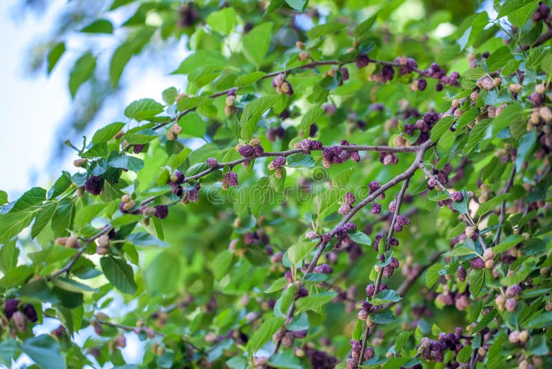 树上的新鲜桑葚，桑树 库存图片