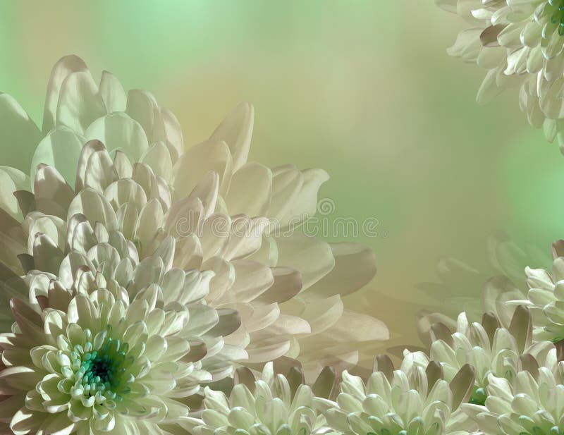 Flower on blurry turquoise-green-pink background halftone. Blue-white flowers chrysanthemum. floral collage. Nature. Flower composition. Flower on blurry turquoise-green-pink background halftone. Blue-white flowers chrysanthemum. floral collage. Nature. Flower composition.