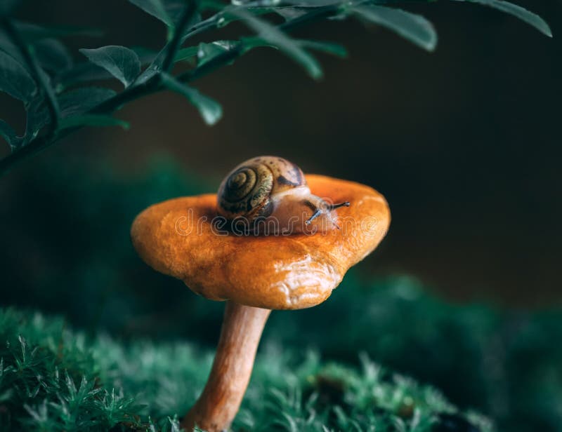 在橙色黄蘑菇蘑菇的一只小的好奇蜗牛在青苔 不可思议的森林宏观特写镜头,绿色被弄脏的背景 免版税库存照片 在橙色黄蘑菇蘑菇的一只小的好奇蜗牛在青苔 不可思议的森林宏观特写镜头,绿色被弄脏的背景 免版税库存照片