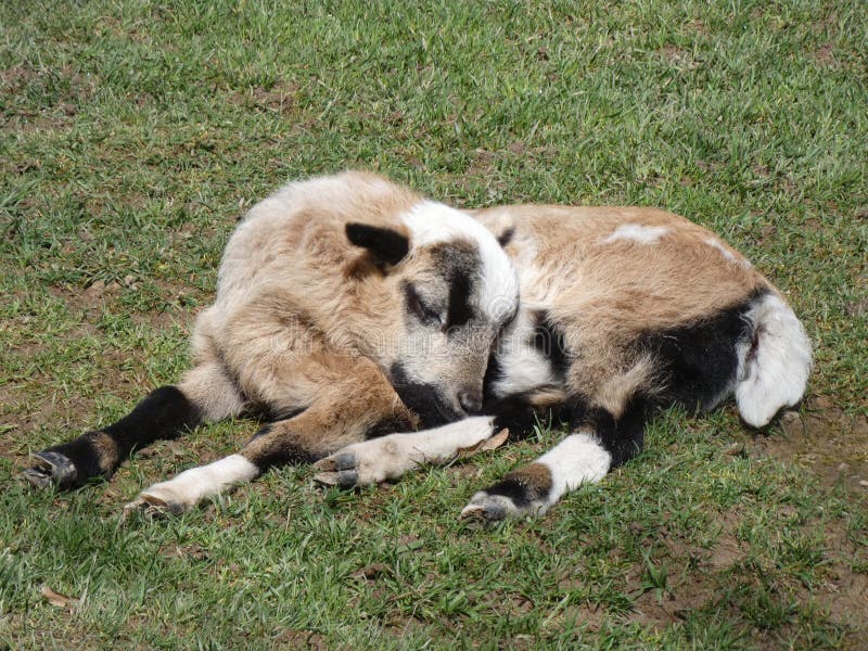 Small lamb resting on grass beside its mother. Small lamb resting on grass beside its mother