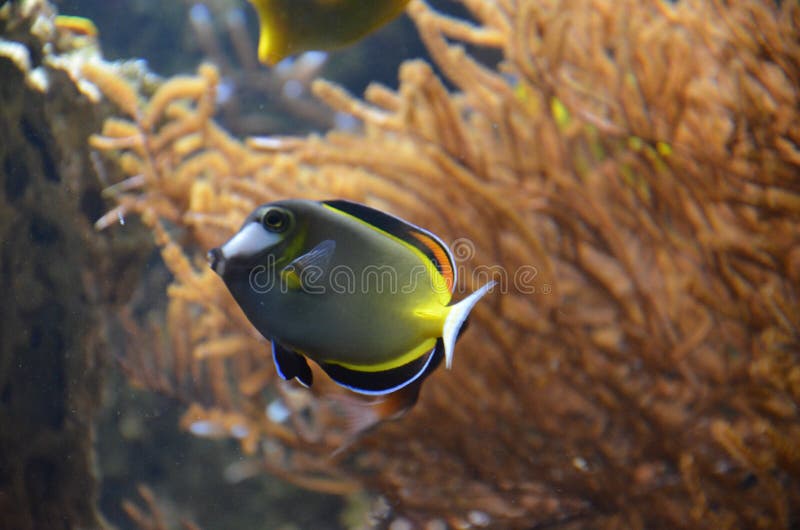 在水族馆的五颜六色的热带鱼 图库摄影