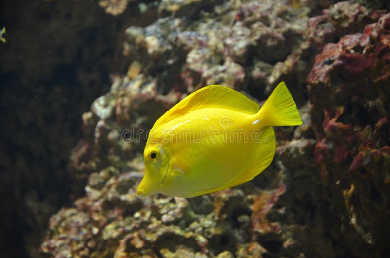 在水族馆的五颜六色的热带鱼 图库摄影