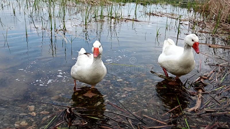 在浅湖上觅食的白鹅 影视素材