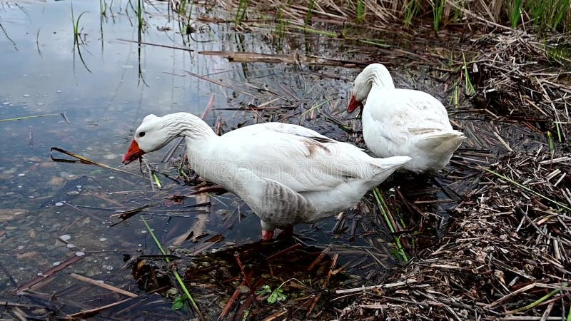 在浅湖上觅食的白鹅 股票录像