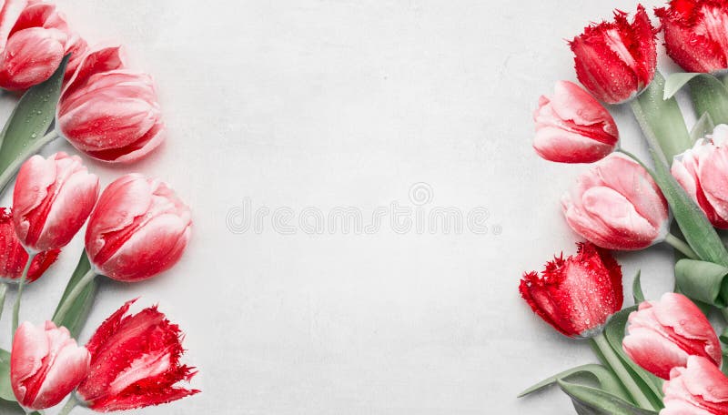 Red tulips on light gray background, top view. Frame. Festive spring flowers. Floral composing. Springtime holiday and greeting concept. Copy space for your design. Red tulips on light gray background, top view. Frame. Festive spring flowers. Floral composing. Springtime holiday and greeting concept. Copy space for your design