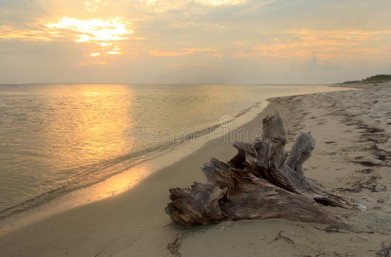 在海滩的漂流木头在日出