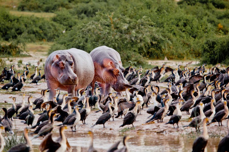 Queen Elizabeth National park Uganda Africa. Queen Elizabeth National park Uganda Africa.