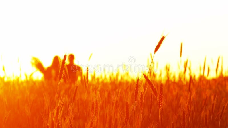 在爱的夫妇在麦子的日落