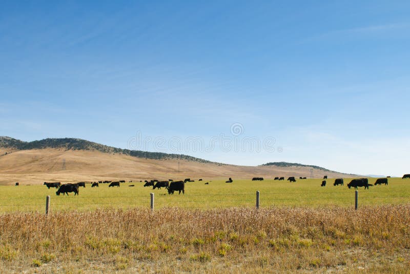 在牧场地的牛