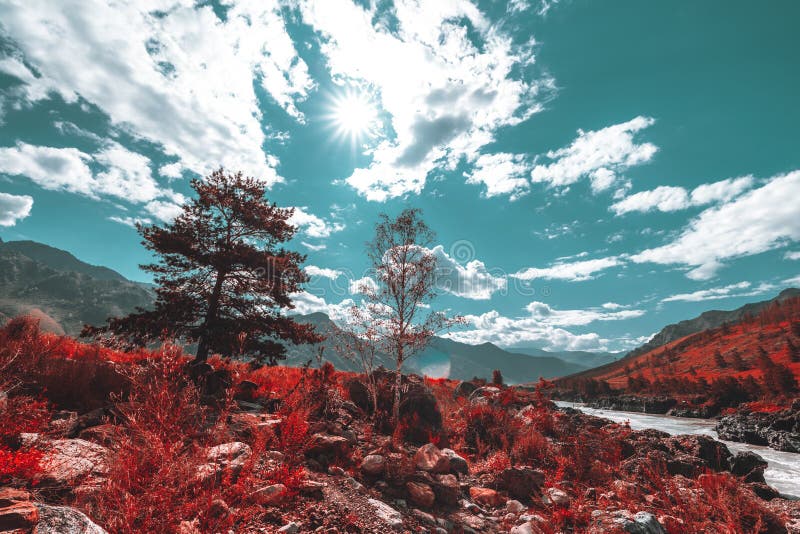 A wide-angle sunny mountain landscape in red vivid colors with the pine tree and the birch in the foreground surrounded by stones; river and hill ridge on the right, teal partly clouded sky. A wide-angle sunny mountain landscape in red vivid colors with the pine tree and the birch in the foreground surrounded by stones; river and hill ridge on the right, teal partly clouded sky