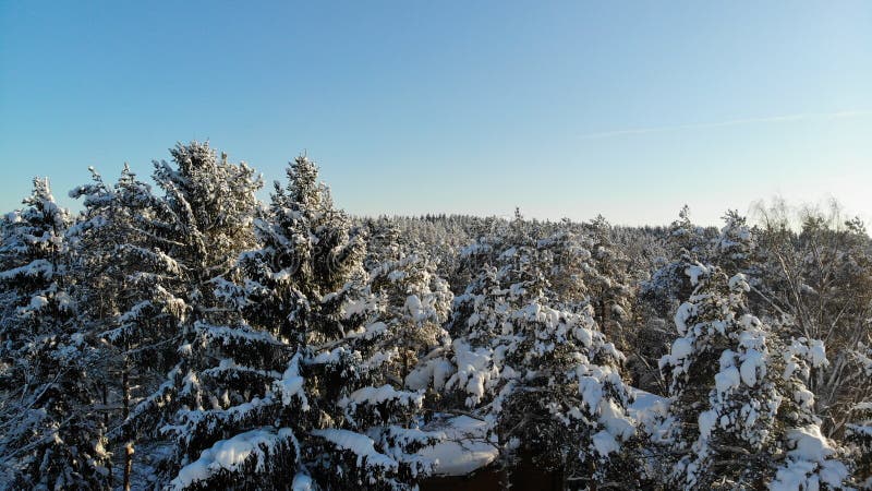 在用雪盖的林木的清楚的冷淡的天 鸟` s眼睛视图 俄罗斯圣彼德堡地区 免版税库存照片 在用雪盖的林木的清楚的冷淡的天 鸟` s眼睛视图 俄罗斯圣彼德堡地区 免版税库存照片