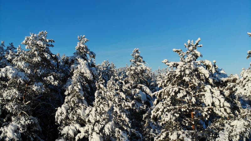 在用雪盖的林木的清楚的冷淡的天 鸟` s眼睛视图 俄罗斯圣彼德堡地区 图库摄影 在用雪盖的林木的清楚的冷淡的天 鸟` s眼睛视图 俄罗斯圣彼德堡地区 图库摄影