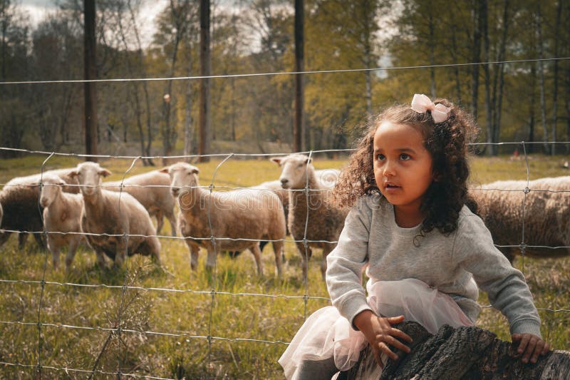 Girl looking away while crouching by sheep on field. Girl looking away while crouching by sheep on field