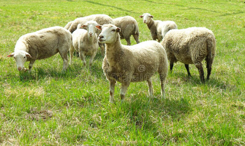 Some sheeps in a field. Some sheeps in a field