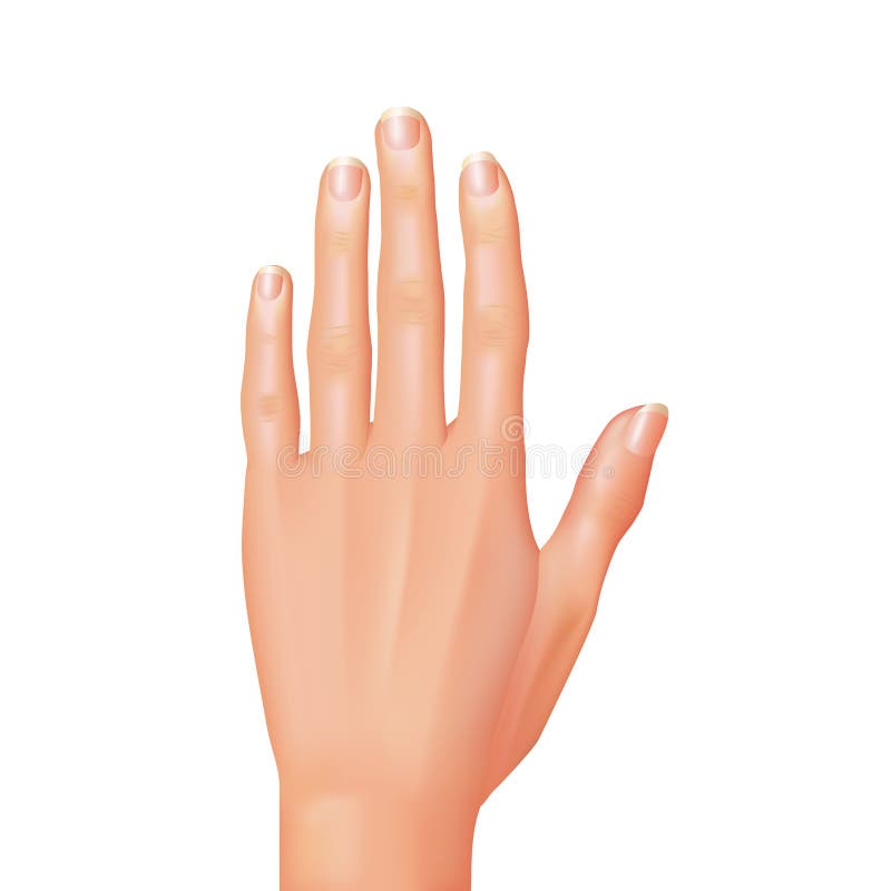 Hand isolated on white photo-realistic vector illustration. Hand isolated on white photo-realistic vector illustration