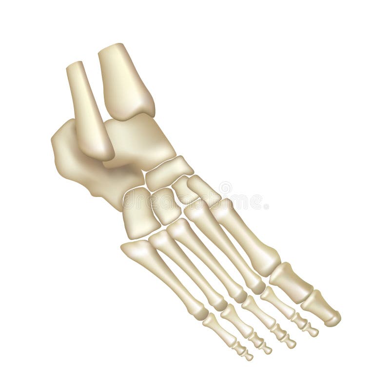 Foot bones isolated on white vector illustration. Foot bones isolated on white vector illustration