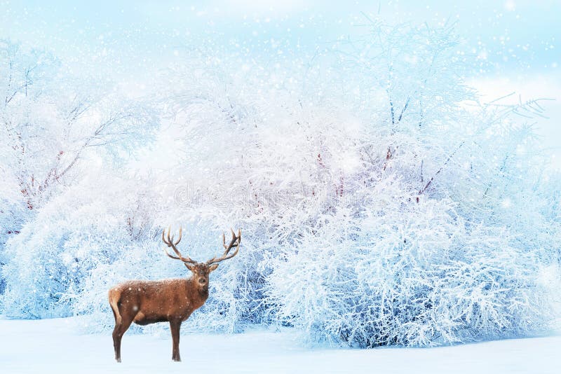 在白色树背景的高尚的鹿在雪的在森林美好的冬天风景 :
