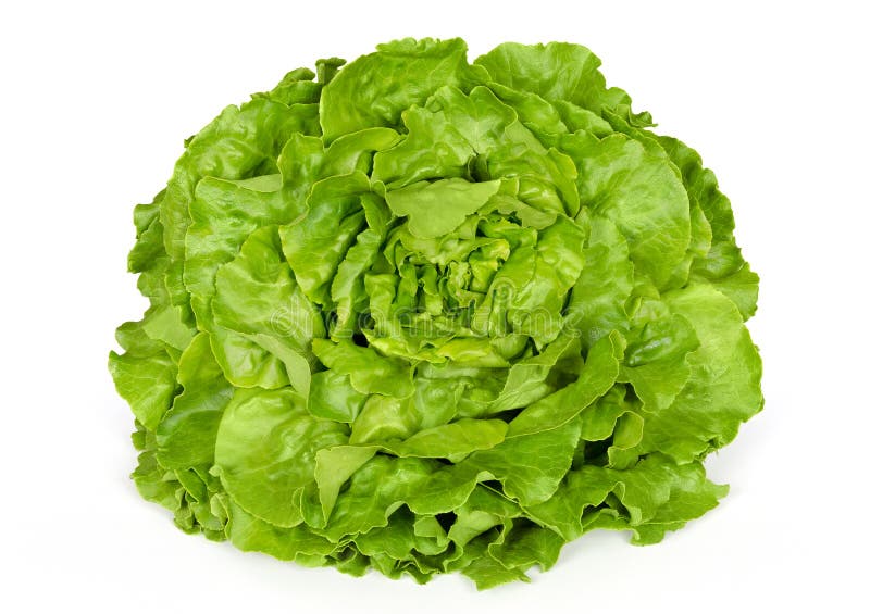 Butterhead lettuce front view. Also Boston or Bibb lettuce. Round lettuce. A green head salad with loose arrangement of leaves. Variety of Lactuca sativa. Closeup photo on white background. Butterhead lettuce front view. Also Boston or Bibb lettuce. Round lettuce. A green head salad with loose arrangement of leaves. Variety of Lactuca sativa. Closeup photo on white background.