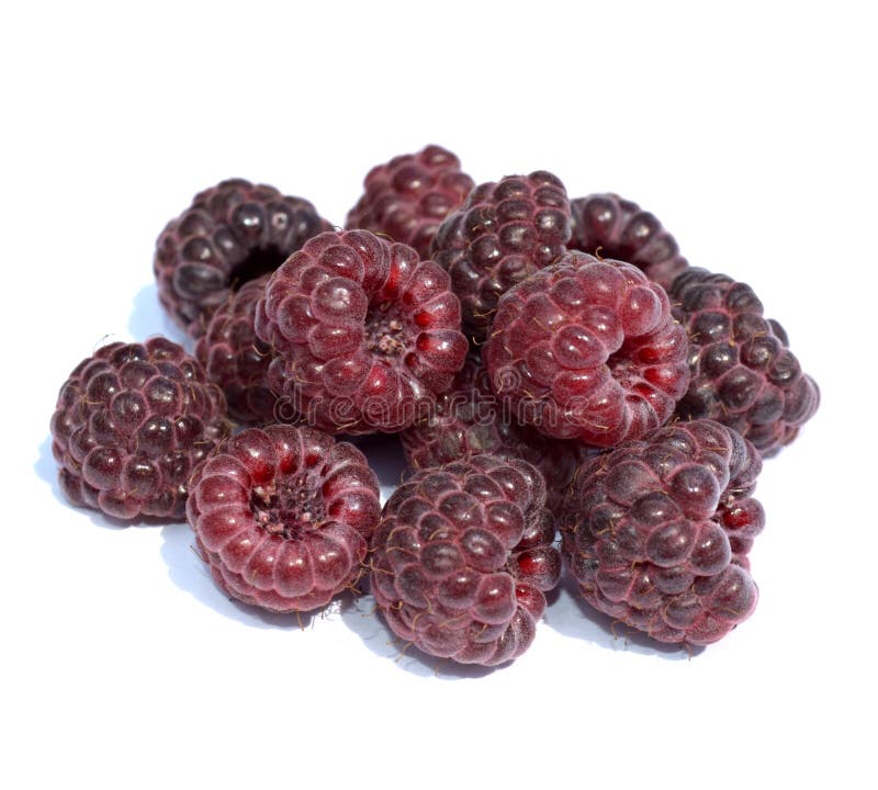 Dark red raspberry on white background. Dark red raspberry on white background