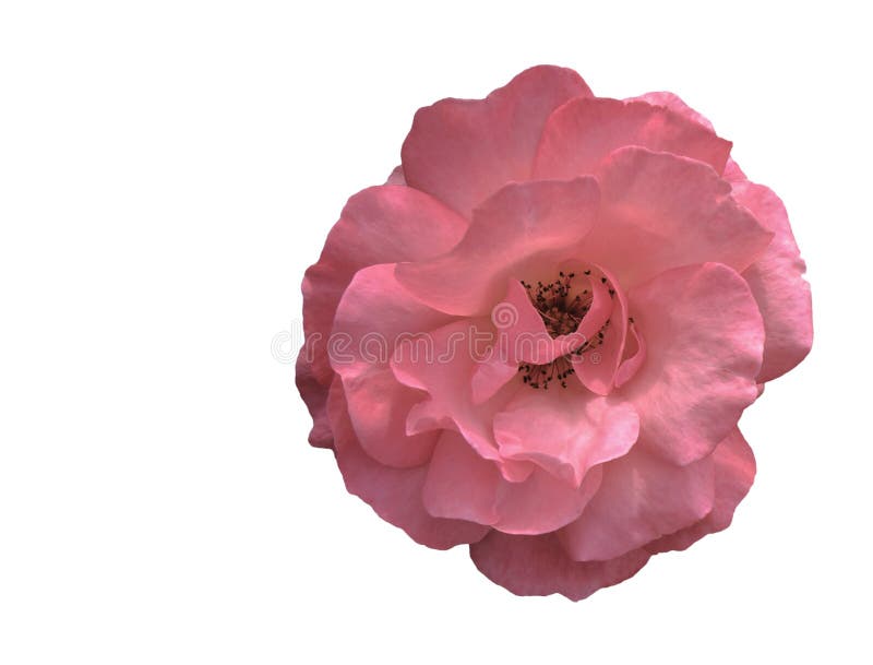 粉红色切花矮牵牛库存照片. 图片包括有花束, 花卉, 开花, 绽放, 喇叭花 