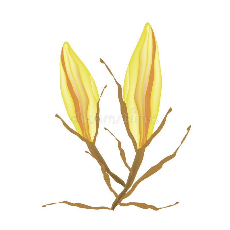 在白色背景的黄色Equiphyllum花 库存例证