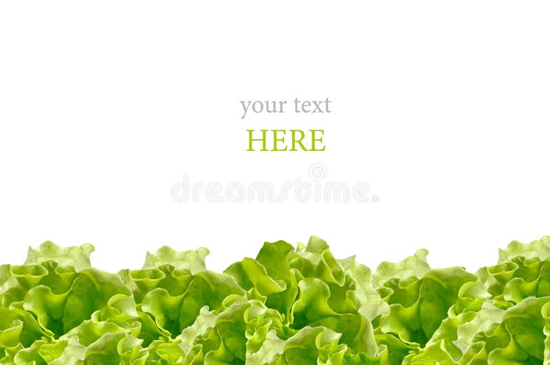 Fresh green salad border on white background, text space, healthy organic food, natural frame, spring season concept. Fresh green salad border on white background, text space, healthy organic food, natural frame, spring season concept.