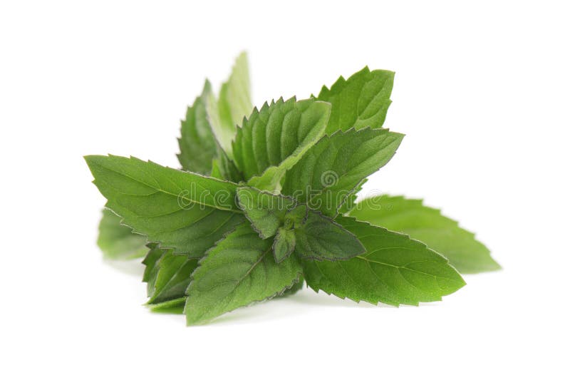 在白色背景隔绝的新鲜的薄荷 在一个空白背景的薄荷叶 库存照片