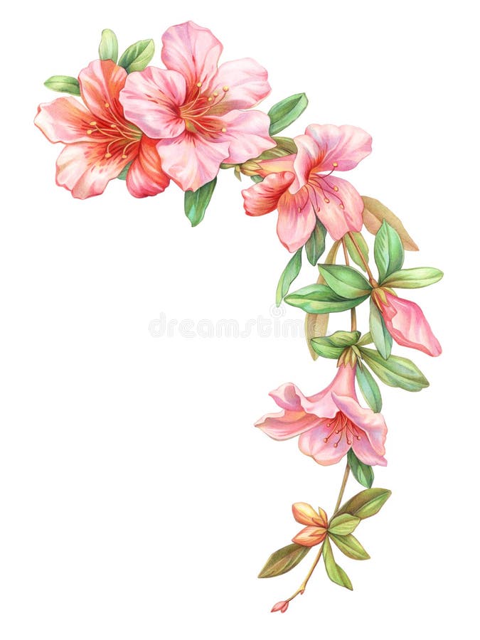 在白色背景隔绝的桃红色白色玫瑰葡萄酒杜娟花花诗歌选花圈 色的铅笔水彩例证 库存例证