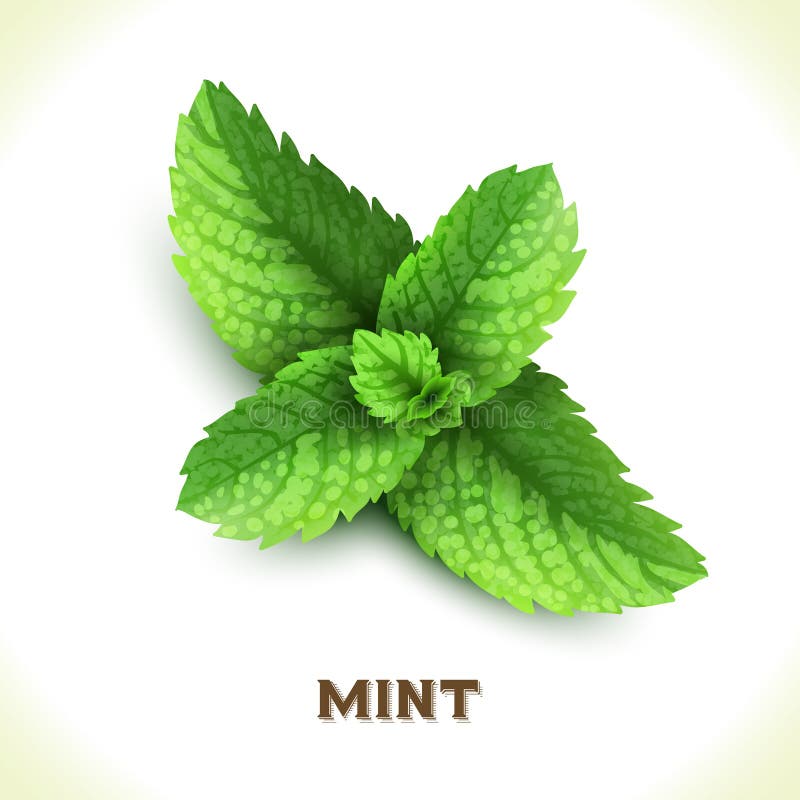 Mint Leaf Illustration Vector Template 向量例证 - 插画 包括有 设计, 有机: 165362979