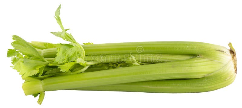 Fresh green celery pland isolated on white without shadow. Healthy food ingredient. Fresh green celery pland isolated on white without shadow. Healthy food ingredient