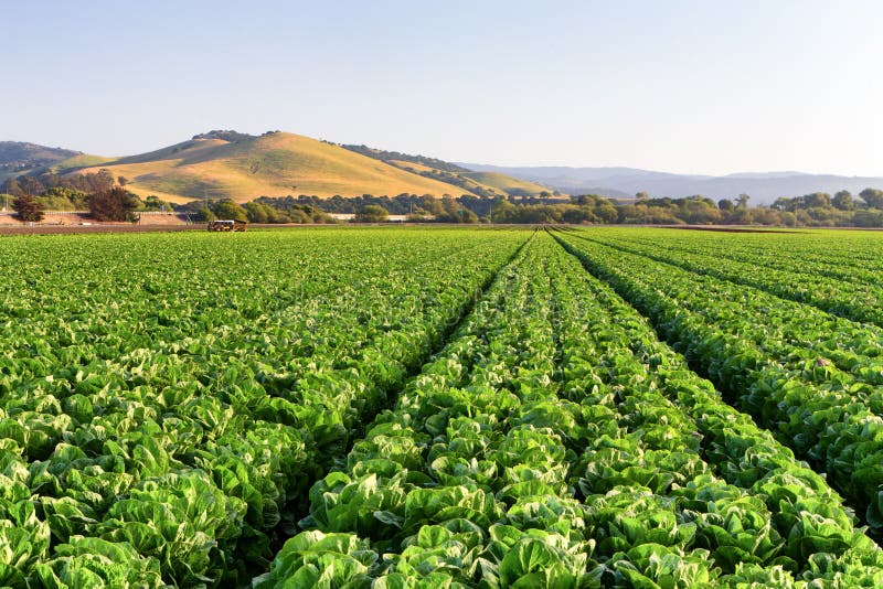 Lettuce Field in Salinas Valley, California. Lettuce Field in Salinas Valley, California.