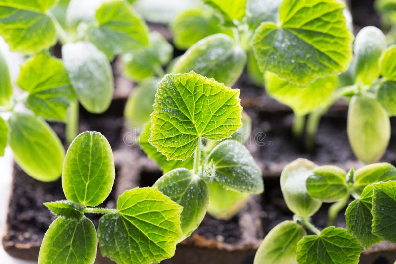 绿色黄瓜幼苗在托盘上 库存照片