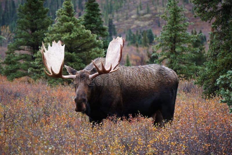 秋季阿拉斯加的雄性驼鹿 免版税库存图片