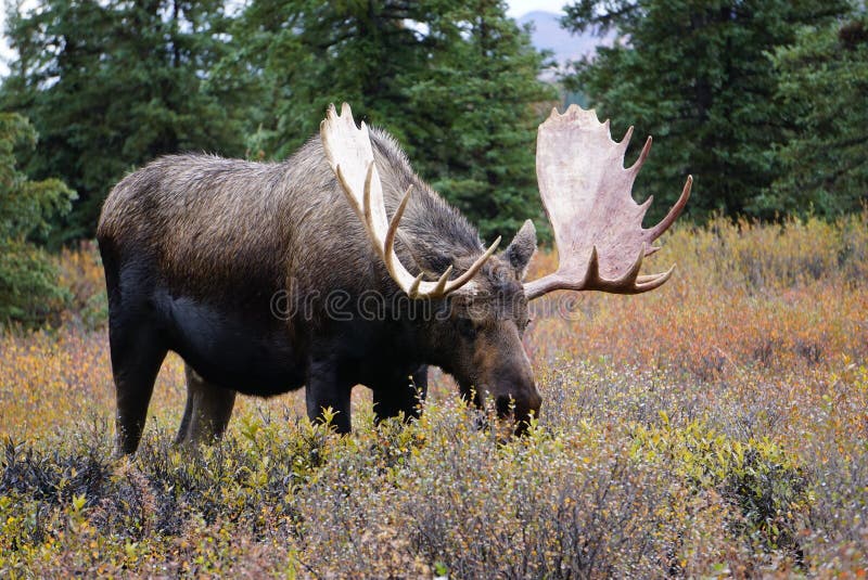 驼鹿公牛在阿拉斯加的秋季景观中 免版税库存图片