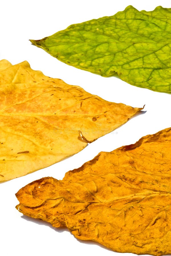 白色背景上的烟叶 免版税库存照片