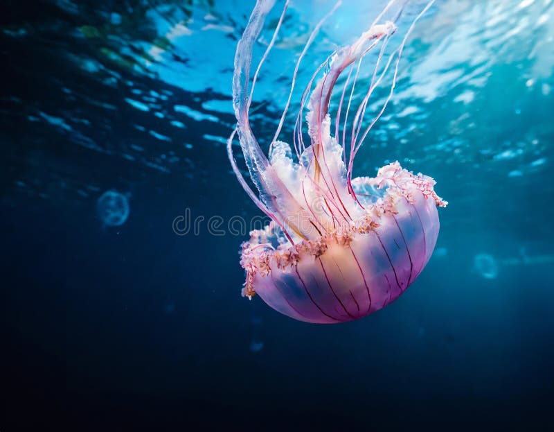 A vibrant jellyfish floats gracefully underwater, illuminated by light rays piercing the oceanâ€™s surface. Generative Ai. A vibrant jellyfish floats gracefully underwater, illuminated by light rays piercing the oceanâ€™s surface. Generative Ai