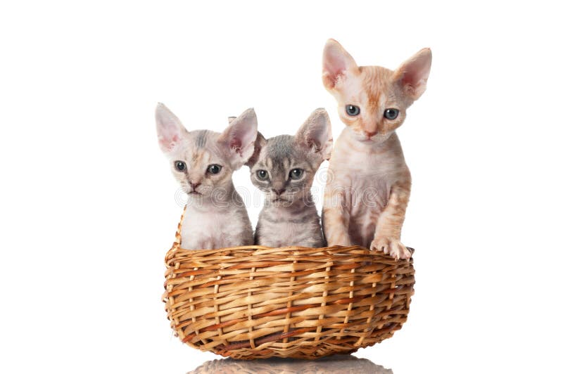在篮子的三只好奇小猫