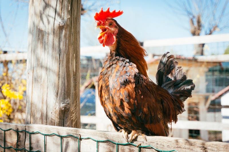 Rooster crowing on wooden fence in morning. Rooster crowing on wooden fence in morning.