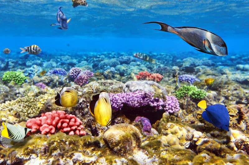 在红色Sea.Egypt的珊瑚和鱼