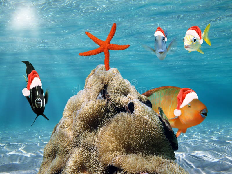 Underwater scene with fish in red Santa Claus hat and a starfish on top of a pile of sea anemone. Underwater scene with fish in red Santa Claus hat and a starfish on top of a pile of sea anemone